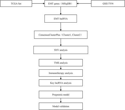 The mechanism of lncRNAs in the crosstalk between epithelial-mesenchymal transition and tumor microenvironment for early colon adenocarcinoma based on molecular subtyping